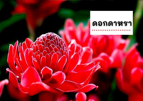 ดอกดาหลา